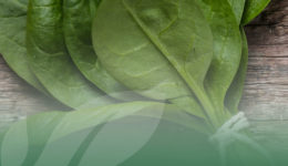 OP Isola verde_baby leaf_spinacio spinacino BLOG