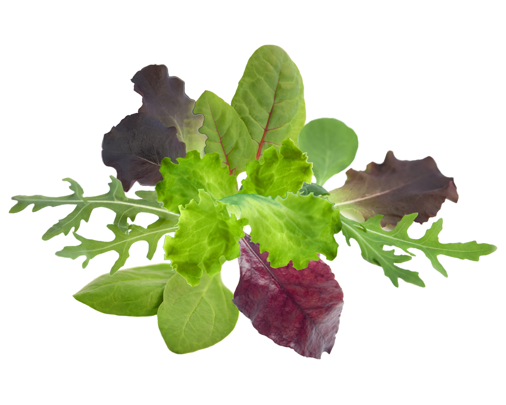 Baby Leaf: an italian salad