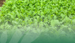 OP-Isola-verde_Baby-leaf-coltivate-in-serra-i-vantaggi-BLOG